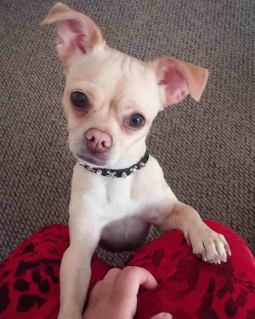 Chihuahua French Bulldog Mix