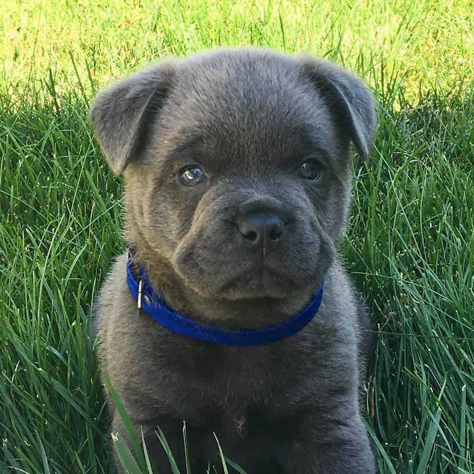 Chow chow french bulldog mix