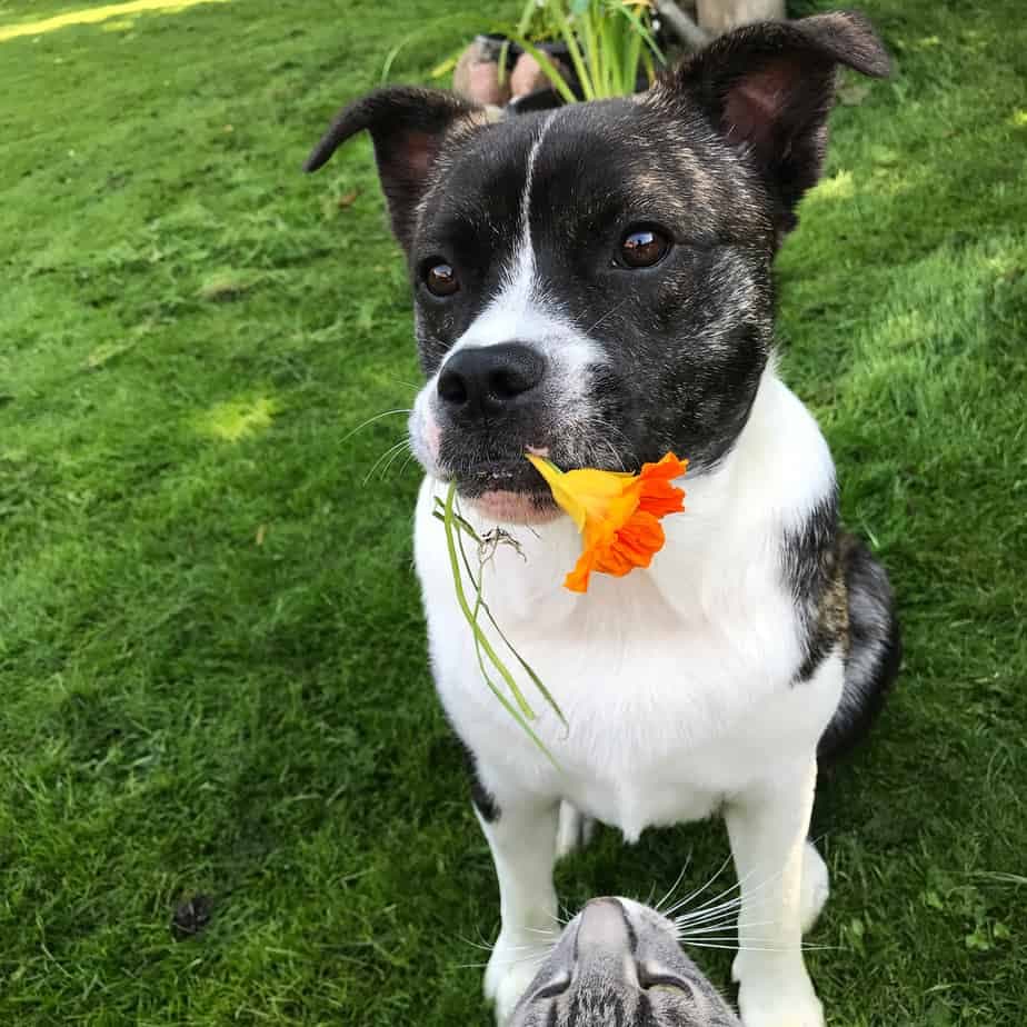 Border Collie French Bulldog Mux