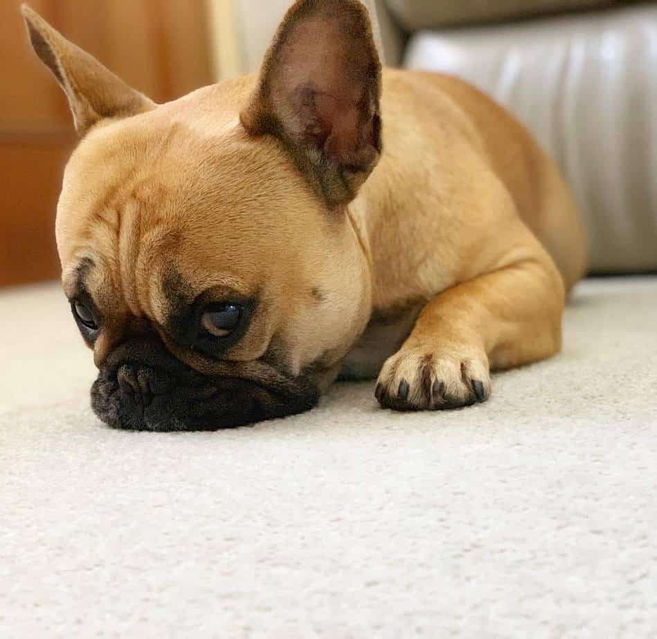 Austrslian Shepherd French Bulldog Mix