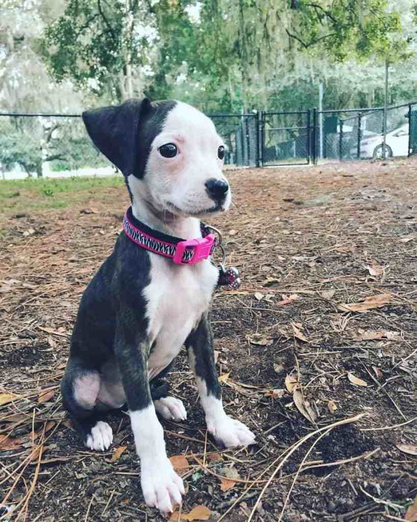 Dachshund french bulldog mix