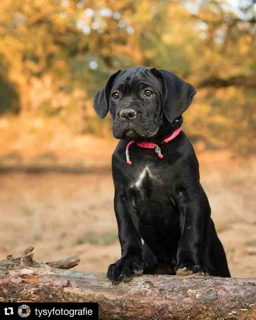 Cane Corso French Bulldog Mix