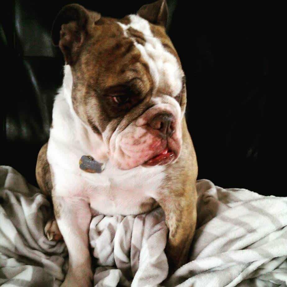 English Bulldog French Bulldog Mix