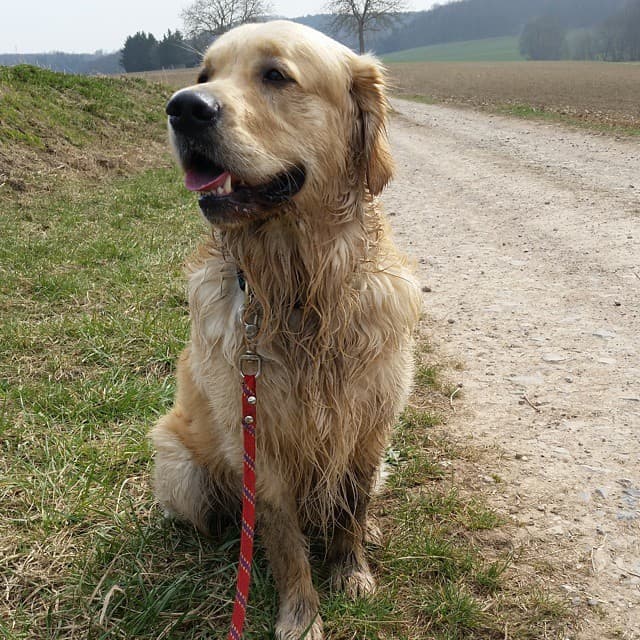 Golden Retriever French Bulldog Mix