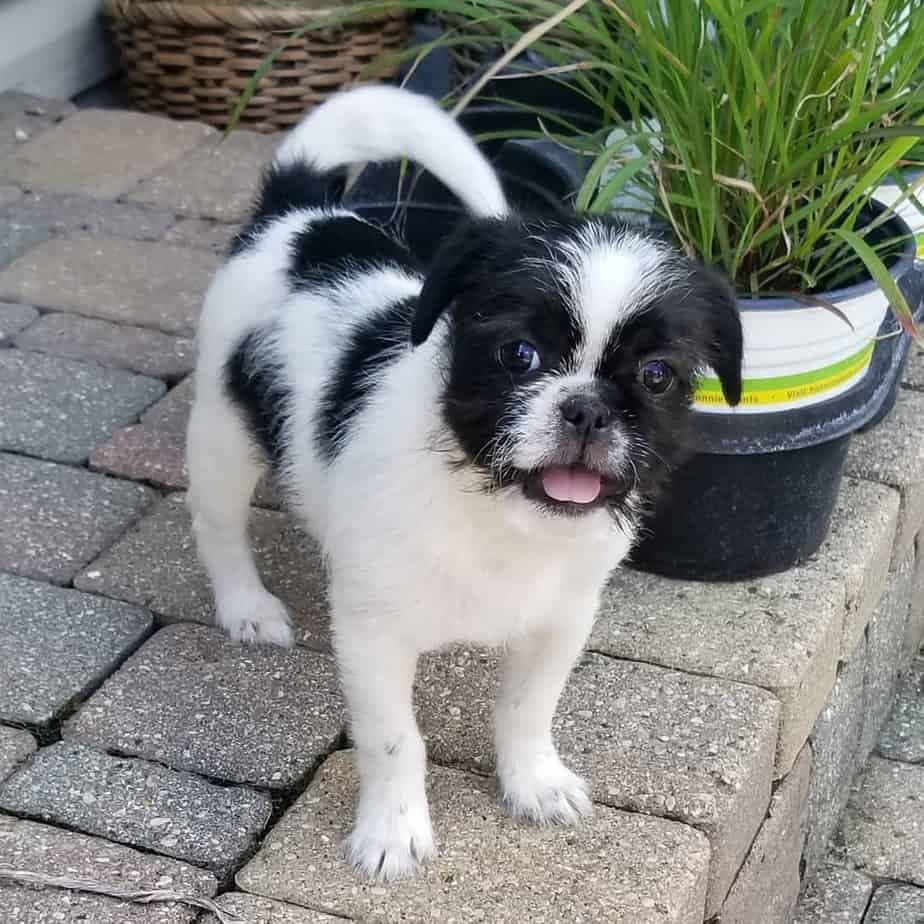 Shih tzu french bulldog mix