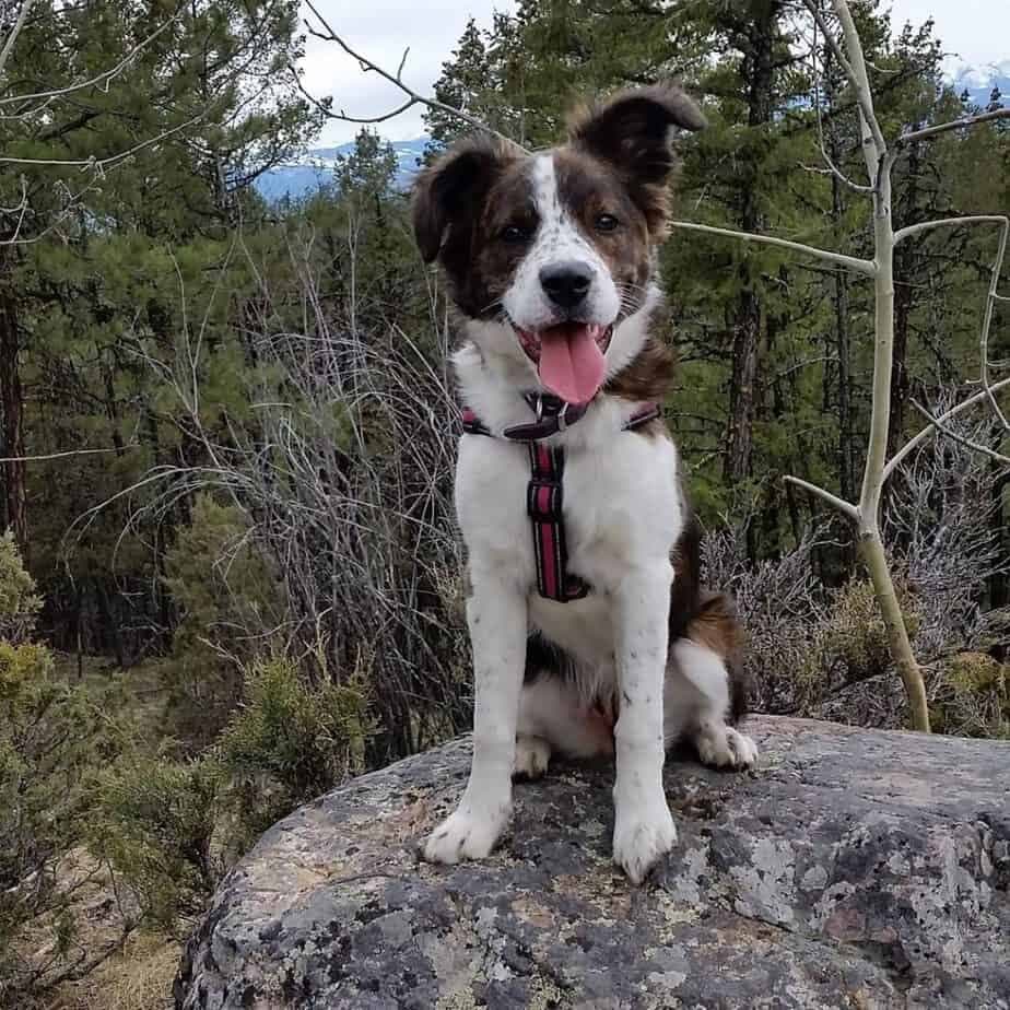 Boxer bernese mountain dog mix