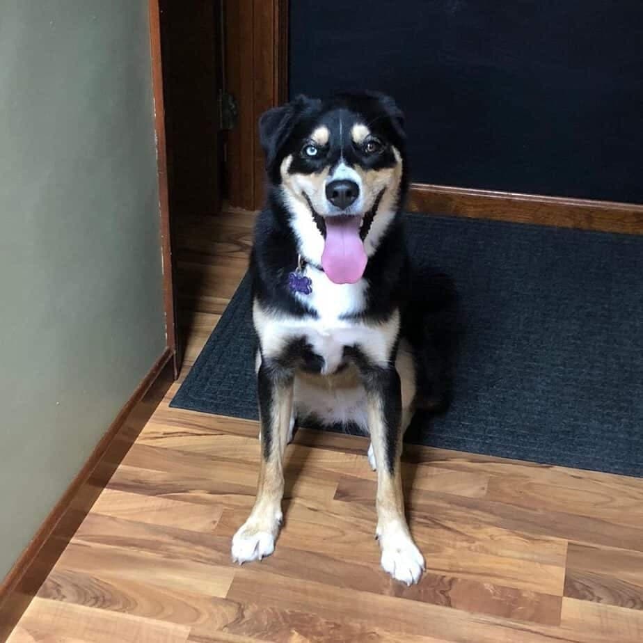 Husky bernese mountain dog mix