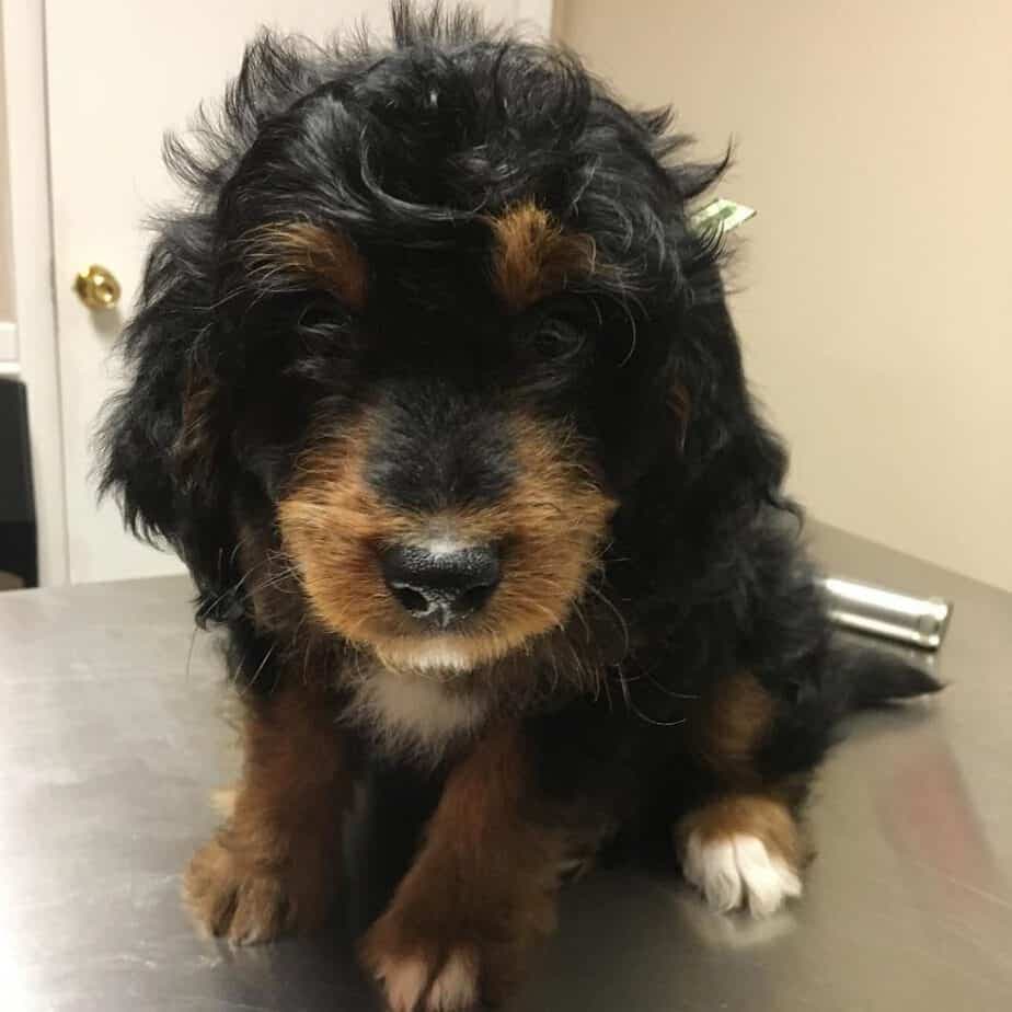 Poodle Bernese Mountain Dog Mix