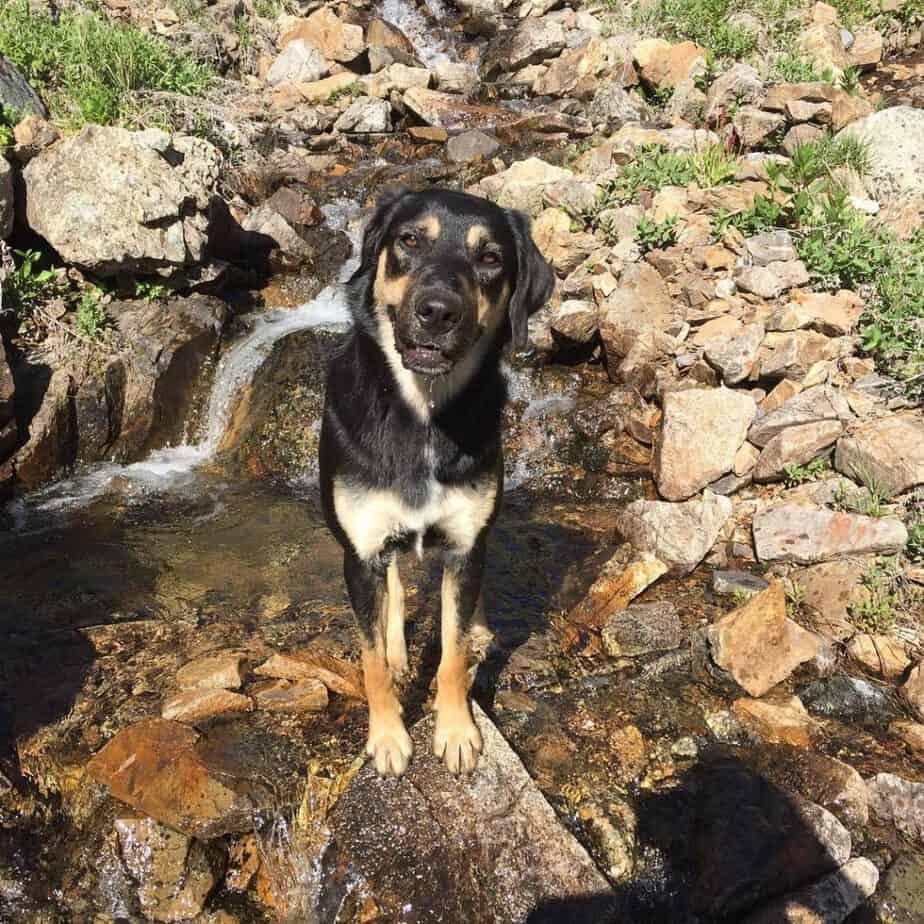 German Shepherd Bernese Mountain Dog Mix