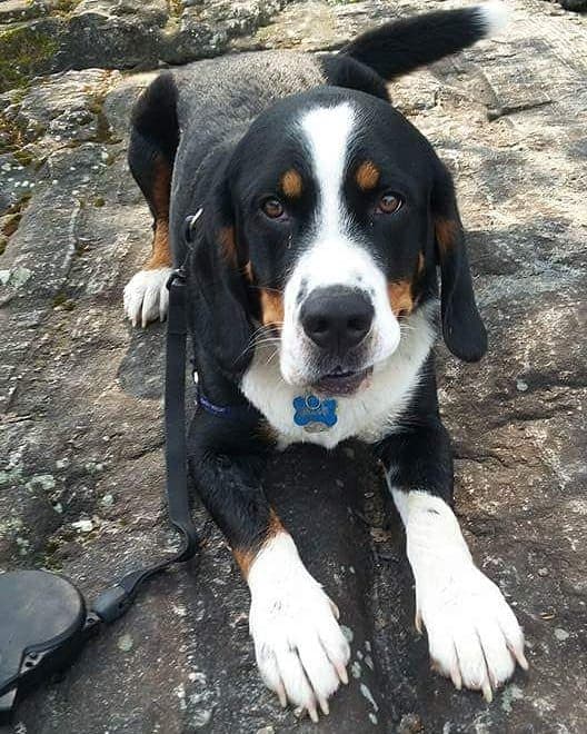 Beagle bernese mountain dog mix