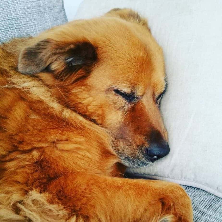 Chow chow bernese mountain dog mix