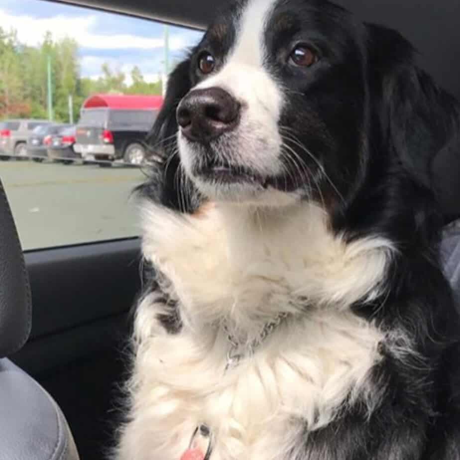 Border Collie Bernese Mountain Dog Mix