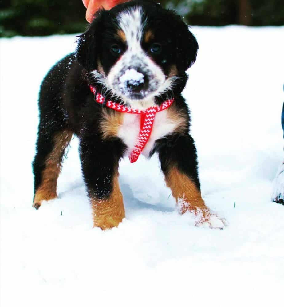 Australian Shepherd Bernese Mountain Dog Mix