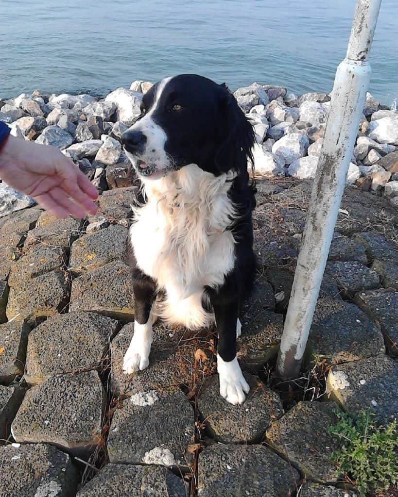 Cocker spaniel bernese mountain dog mix