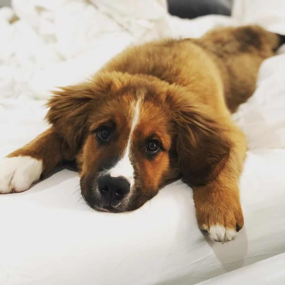 St. Bernard bernese mountain dog mix