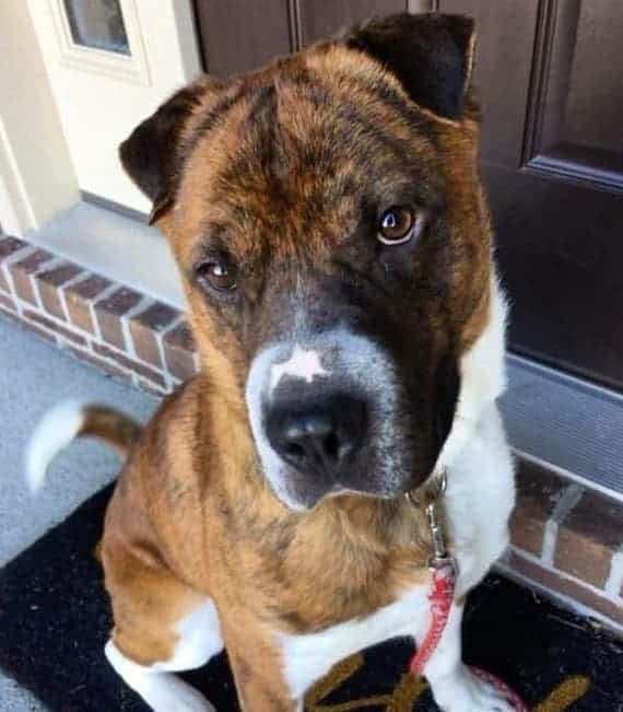 Shar pei bernese mountain dog mix