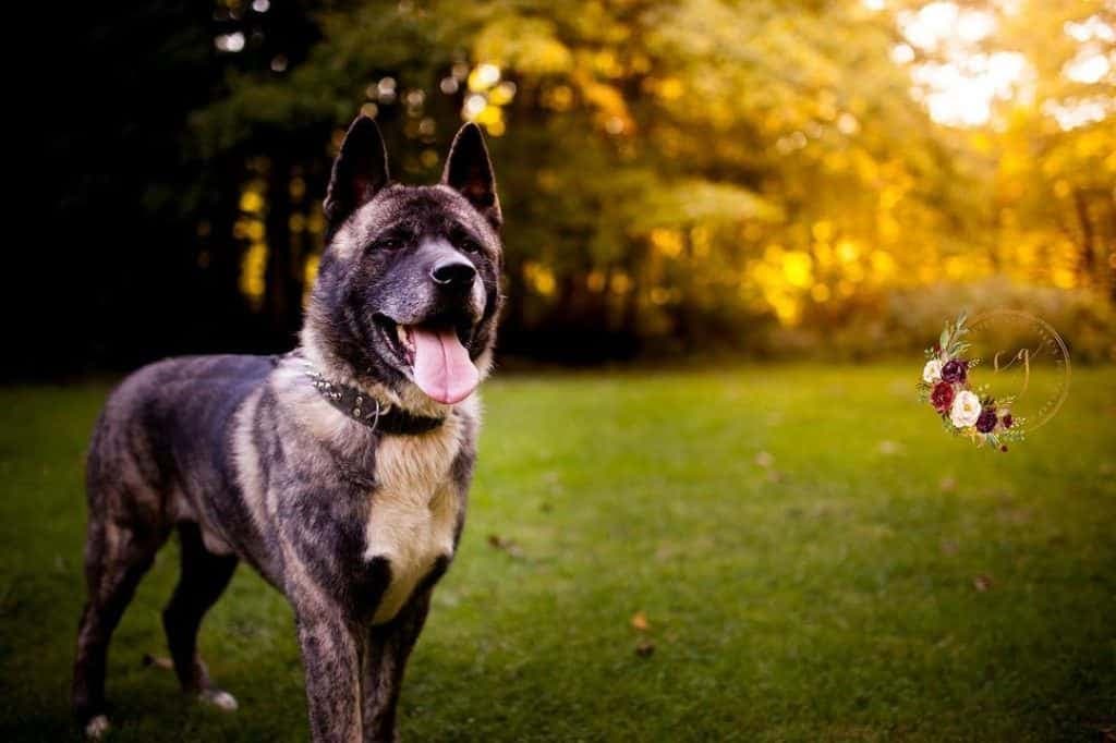 Akita Bernese Mountain Dog Mix