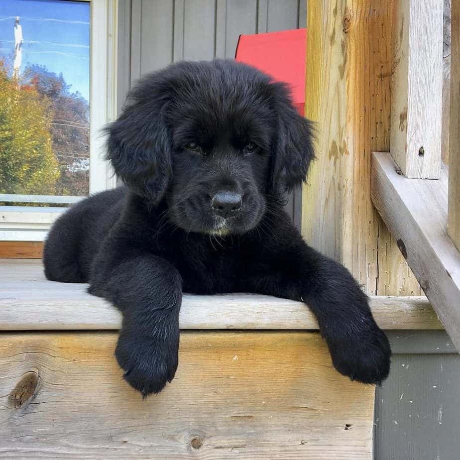 Golden retriever bernese mountain dog mix