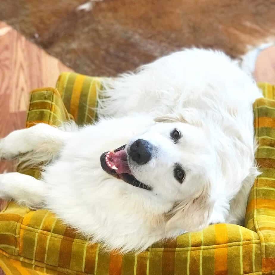 Great pyrenees bernese mountain dog mix