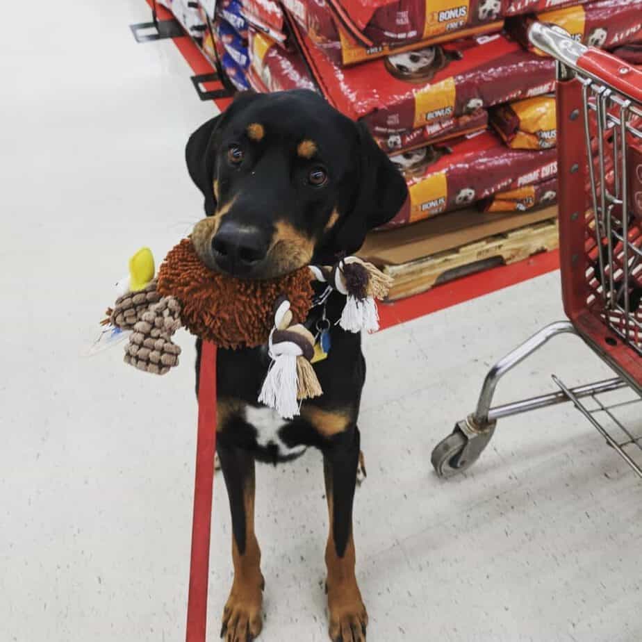 Doberman bernese mountain dog mix