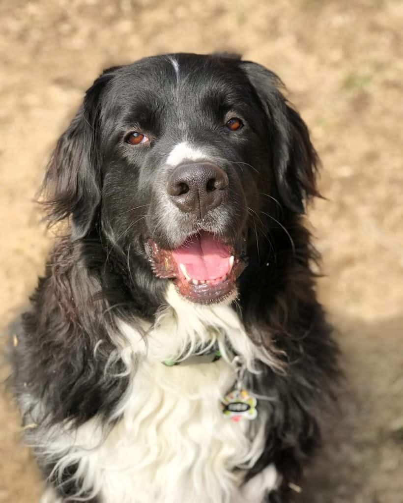 Newfoundland bernese mountain dog mix