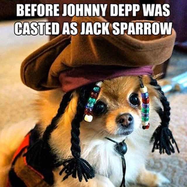Pomeranian meme - before johnny depp was casted as jack sparrow