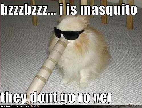 Pomeranian meme - bzzzbzzz... I is masquito they dont go to vet