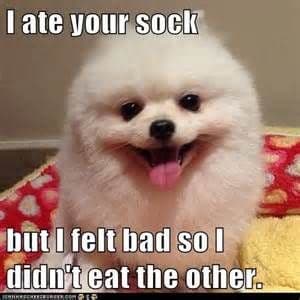 Pomeranian Meme - I ate your sock but I felt bad so I didn't eat the other.