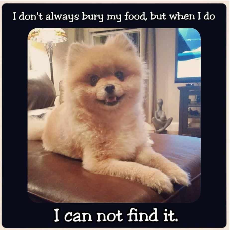 Pomeranian meme - i don't always bury my food but when i do i can not find it