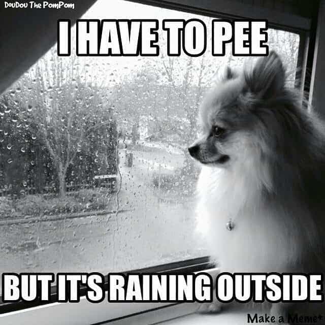 Pomeranian Meme - I have to pee but it's raining outside