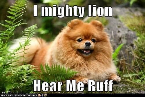 Pomeranian meme - i mighty lion hear me ruff