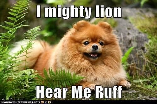 Pomeranian Meme - I mighty lion Hear me ruff