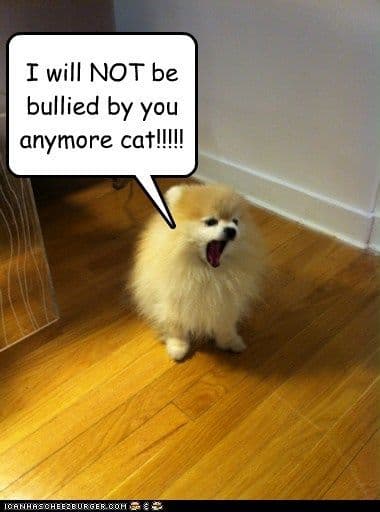 Pomeranian Meme - I will not be bullied by you anymore cat!!!!