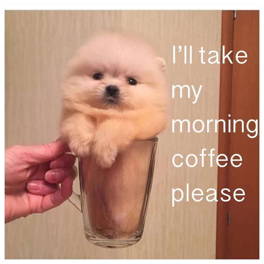 Pomeranian meme - i'll take my morning coffee please
