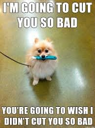 Pomeranian Meme - I'm going to cut you so bad you're going to wish I didn't cut you so bad