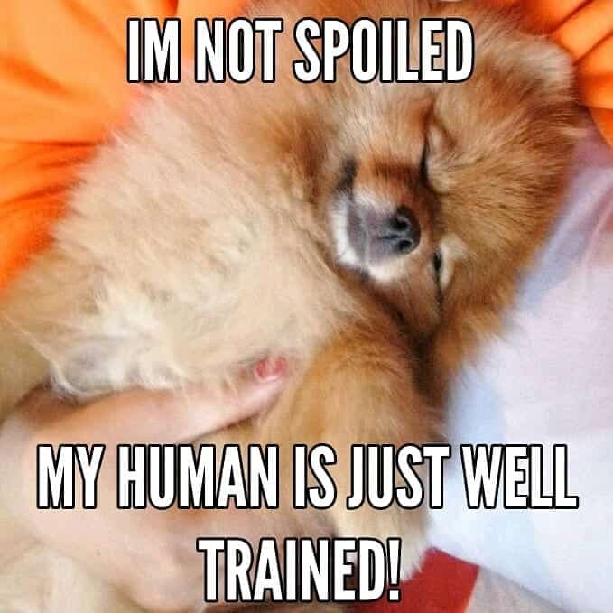 Pomeranian Meme - Im not spoiled my human is just well trained!