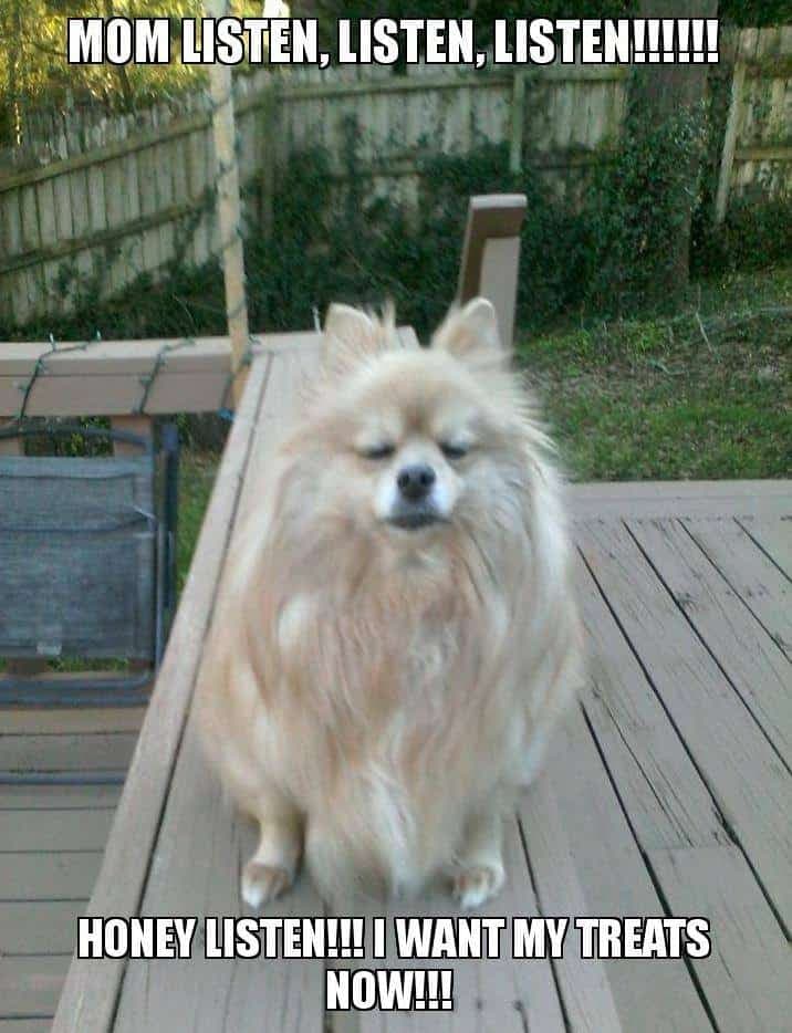 Pomeranian Meme - Mom listen, listen, listen!!!!! Honey listen!!! I want my treats now!!!