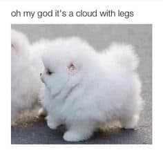 Pomeranian Meme - oh my god it's a cloud with legs