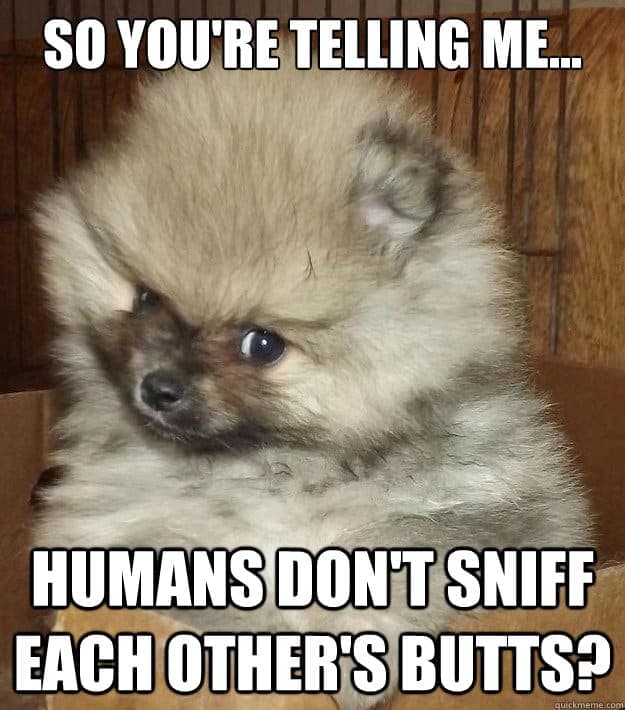 Pomeranian Meme - So you're telling me...humans don't sniff each other's butts