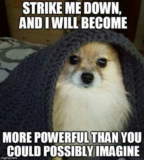 Pomeranian Meme - Strike me down, and I will become more powerful than you could possibly imagine