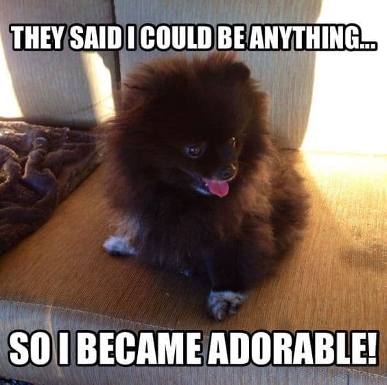 Pomeranian meme - they said i could be anything... So i became adorable!