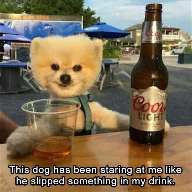 Pomeranian Meme - This dog has been staring at me like he slipped something in my drink.