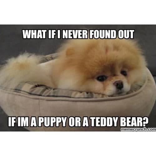Pomeranian meme - what if i never founf out if im a puppy or teddy bear