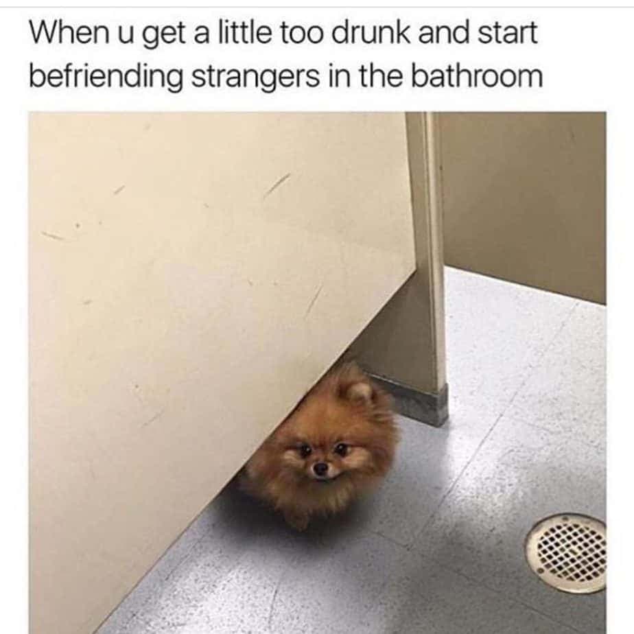 Pomeranian meme - when u get a little too drunk and start befriending strangers in the bathroom