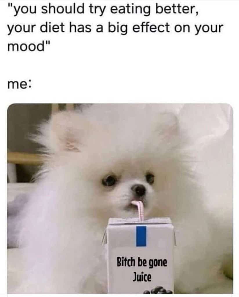 Pomeranian Meme - You should try eating better, your diet has a big effect on your mood. me bitch be gone juice