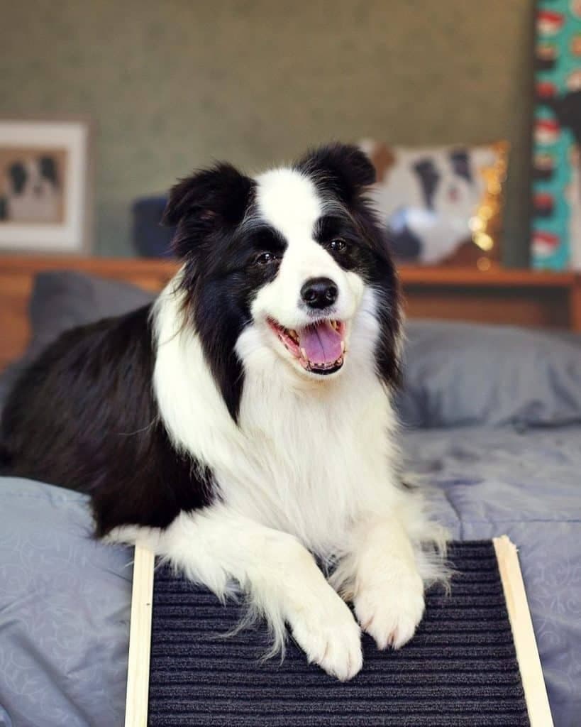 Adjustable dog ramp reviews: a pet parent guide