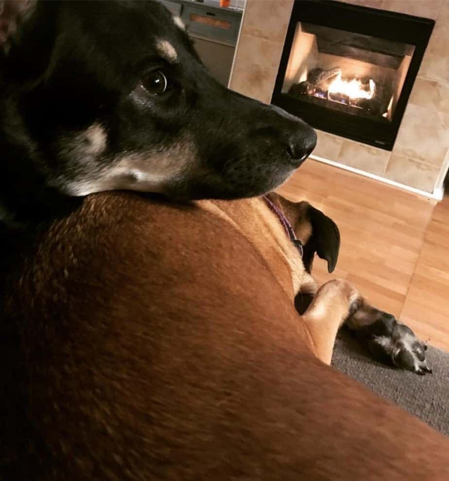 Australian Shepherd Bernese Mountain Dog