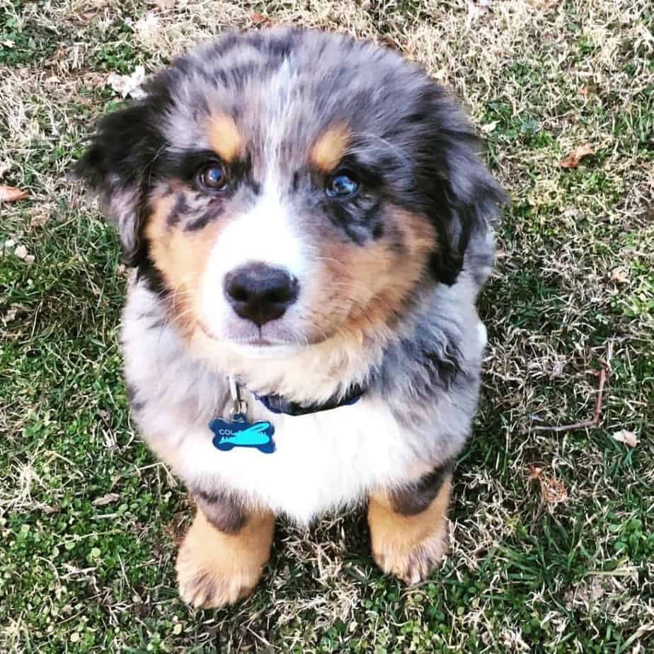 Australian shepherd bernese mountain dog