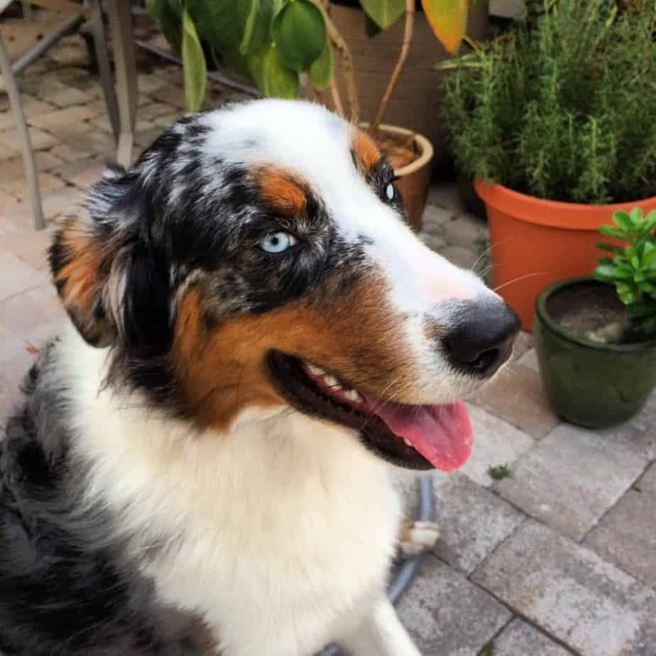 Australian Shepherd Bernese Mountain Dog