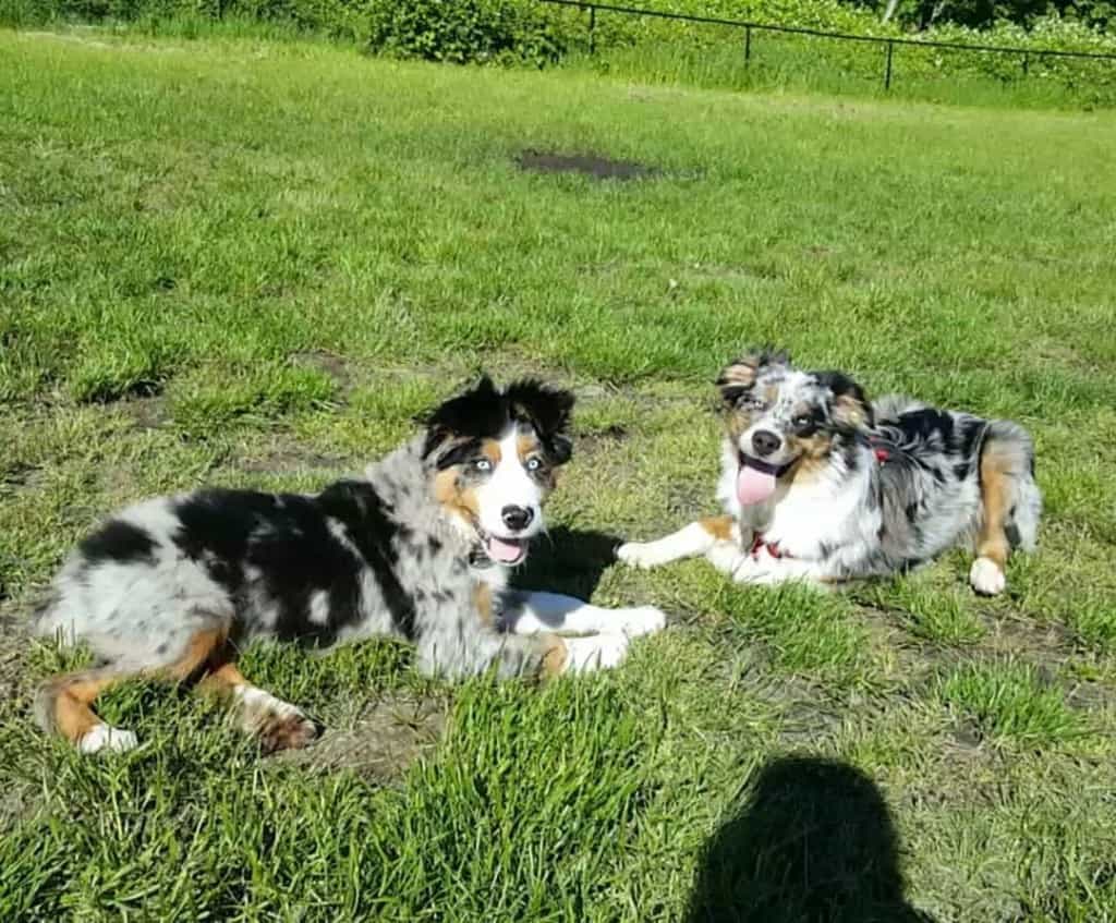 Australian shepherd bernese mountain dog